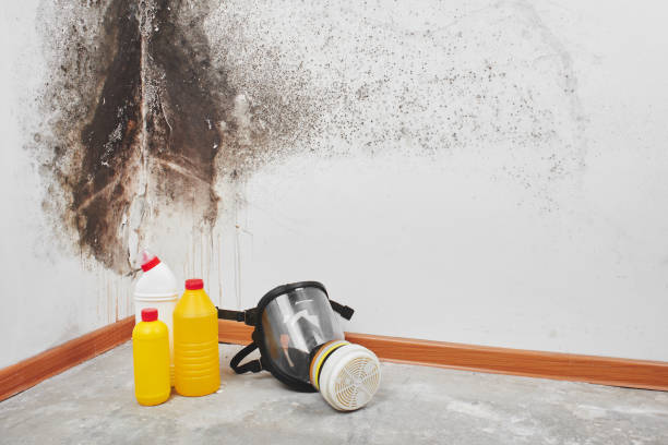 Best Mold Testing  in Pawcatuck, CT