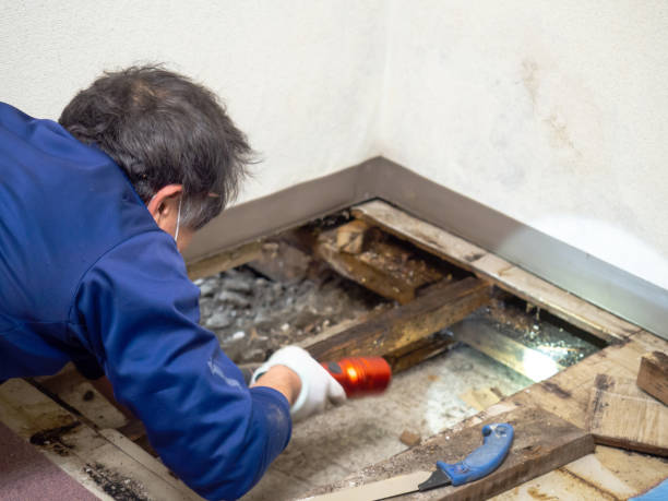 Best Attic Mold Removal  in Pawcatuck, CT