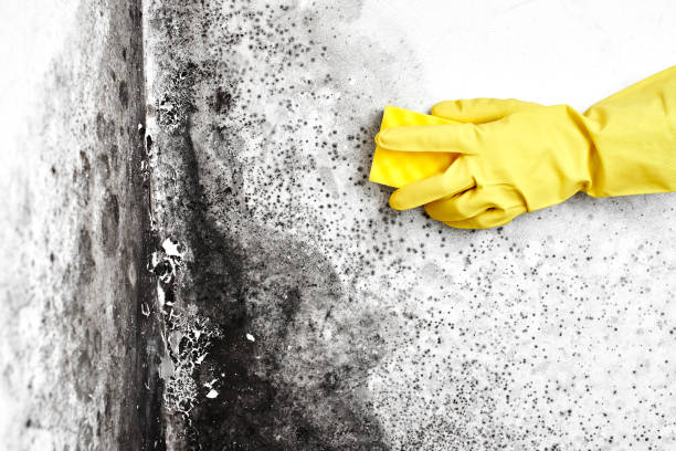 Best Mold Removal Company Near Me  in Pawcatuck, CT