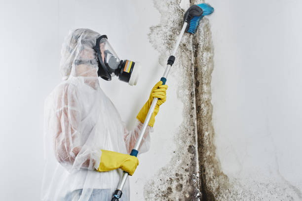 Best Mold Removal and Inspection  in Pawcatuck, CT