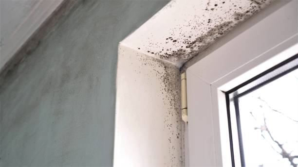 Best Local Mold Removal Service  in Pawcatuck, CT