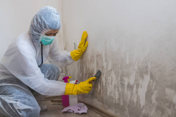 Best Home Mold Removal  in Pawcatuck, CT