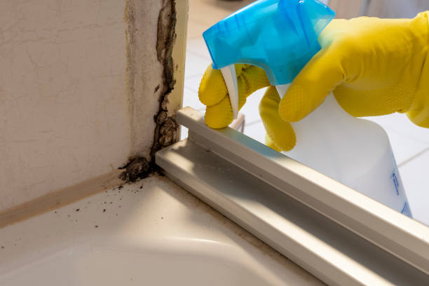 Best Same-Day Mold Removal  in Pawcatuck, CT