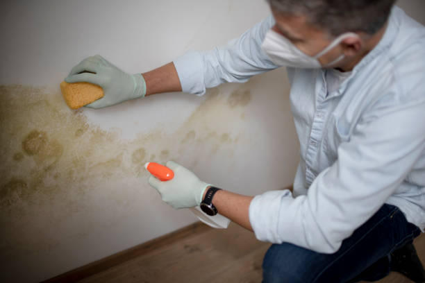 Best Mold Testing  in Pawcatuck, CT