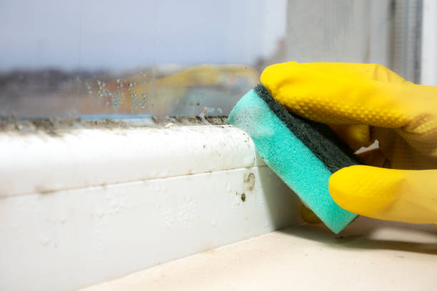 Best Local Mold Removal Service  in Pawcatuck, CT