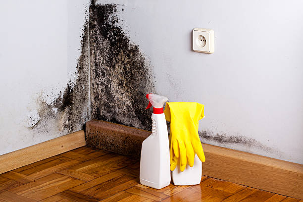 Best Fast Mold Removal  in Pawcatuck, CT