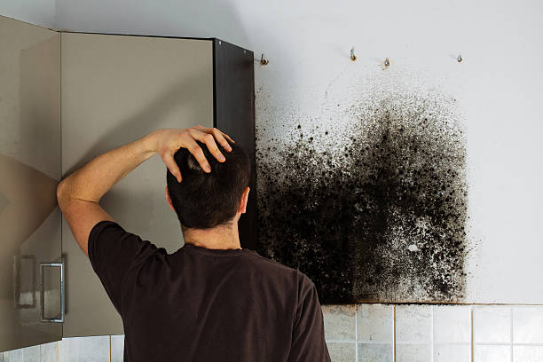 Best Attic Mold Removal  in Pawcatuck, CT