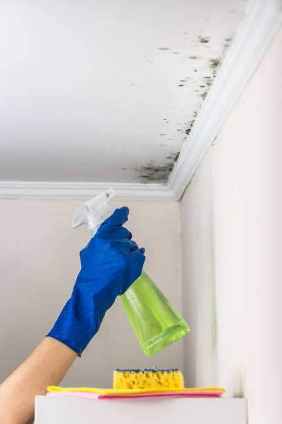 Best Best Mold Removal Companies  in Pawcatuck, CT