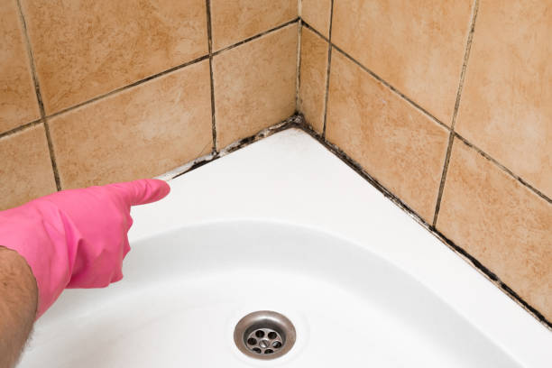 Best Toxic Mold Removal  in Pawcatuck, CT