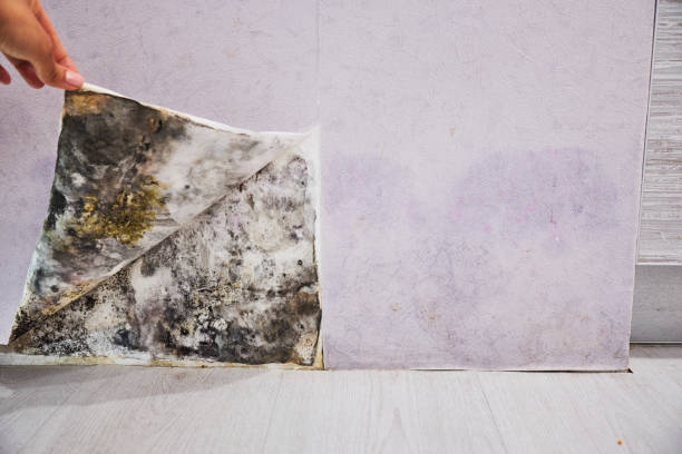 Mold Testing and Removal in Pawcatuck, CT